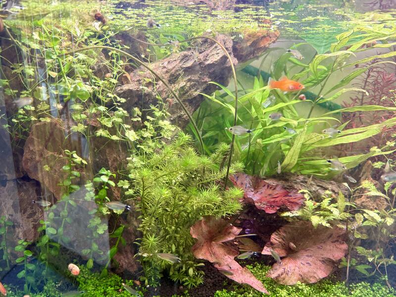 Bepflanztes Aquarium mit dichtem Grün und Wurzelholz