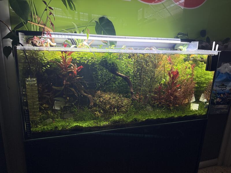 Aquarium von vorn mit gleichmäßigem Pflanzenbewuchs