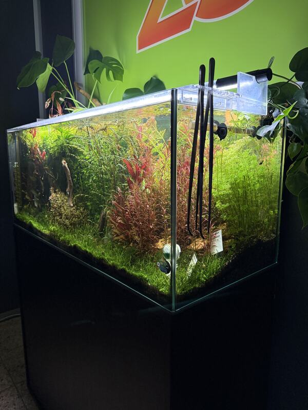 Aquarium schräg von der Ecke mit dichter Bepflanzung
