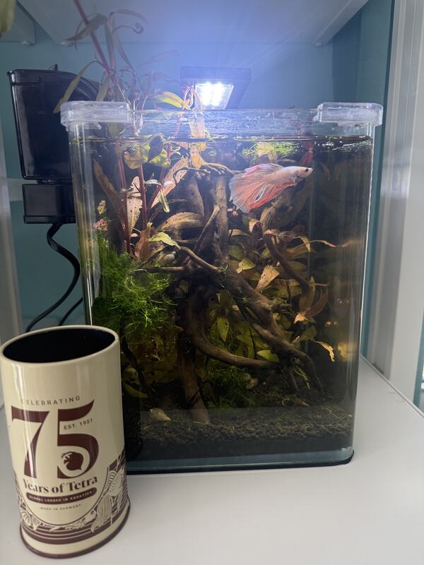 Kleines hohes Nano-Aquarium mit Aufsatzleuchte