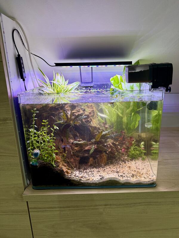 Nano-Aquarium mit Wurzel, Moos und feinen Pflanzen