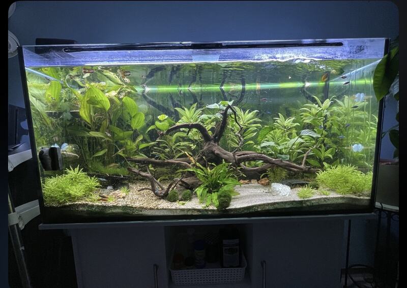 Aquarium mit großem Wurzelholz und flachem Sandboden
