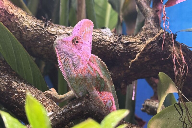 Rosafarbenes Chamäleon auf einem Ast im Terrarium
