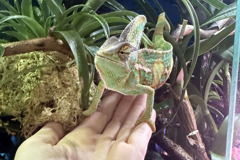 Jemenchamäleon sitzt auf einer offenen Hand im bepflanzten Terrarium