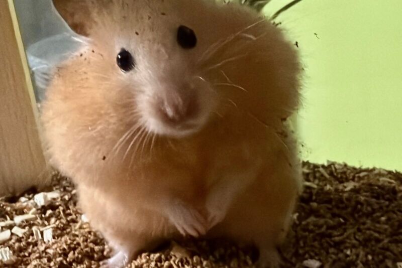 Goldhamster sitzt auf frischer Einstreu und schaut in die Kamera