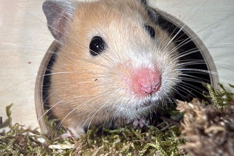 Hamster schaut aus seinem Häuschen heraus