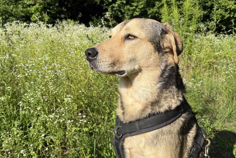 Hund mit Geschirr sitzt aufmerksam auf einer sommerlichen Wiese