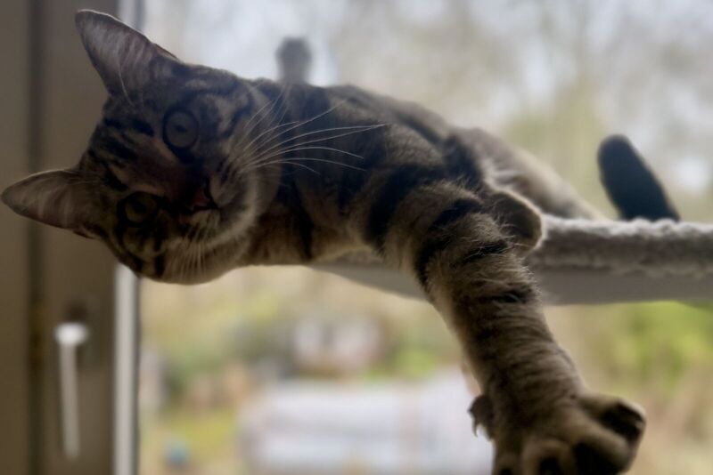 Getigerte Katze liegt entspannt auf einem Kratzbaum am Fenster