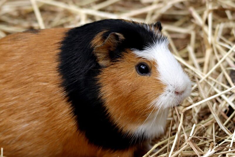 Meerschweinchen auf Stroh