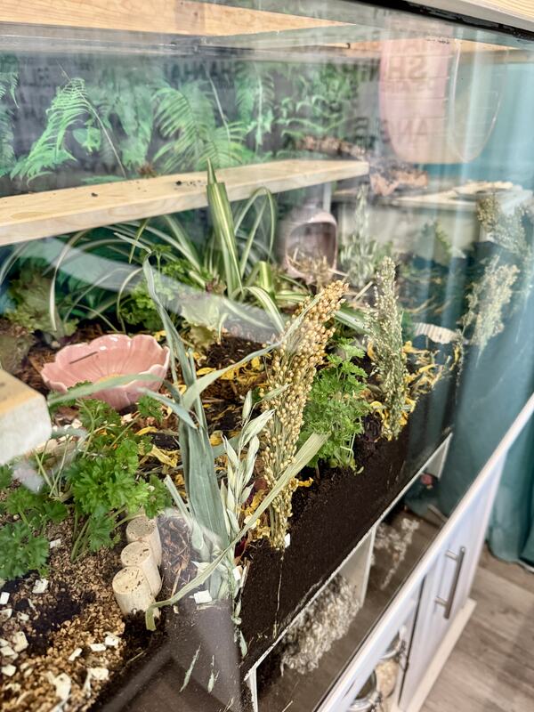 Bepflanztes Terrarium mit Ästen und Moos